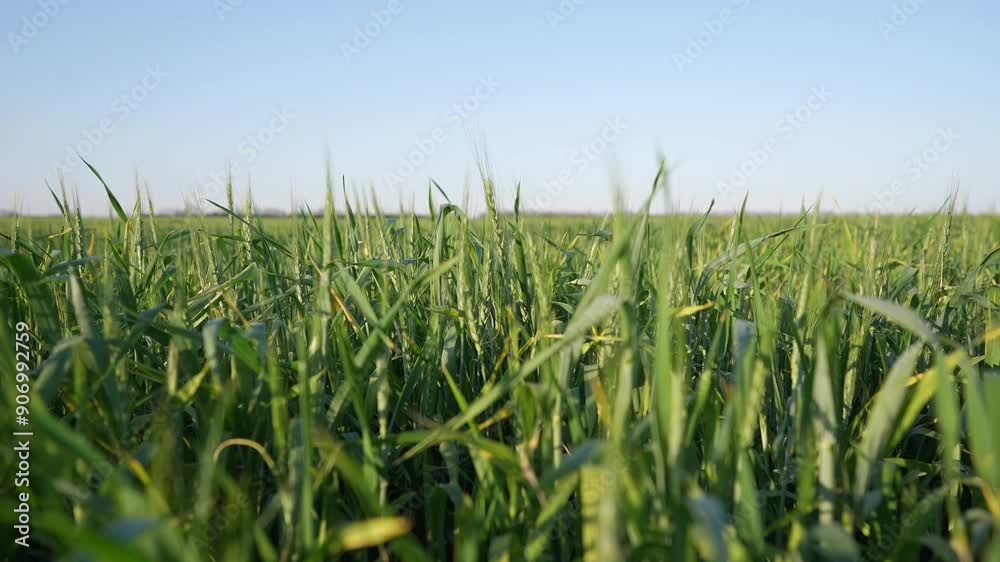 Agriculture. Green field of wheat on a farm. Young spring plant concept. Brussel sprouts and greens in agriculture. A farm farm with sprouts and green fields of. wheat. business agriculture concept. Agriculture. Green field of wheat on a farm. Young spring plant concept. Brussel sprouts and greens in agriculture. A farm farm with sprouts and green fields of. wheat. business agriculture concept.