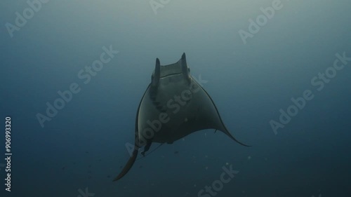 Chilean devil ray swimming above diver photo