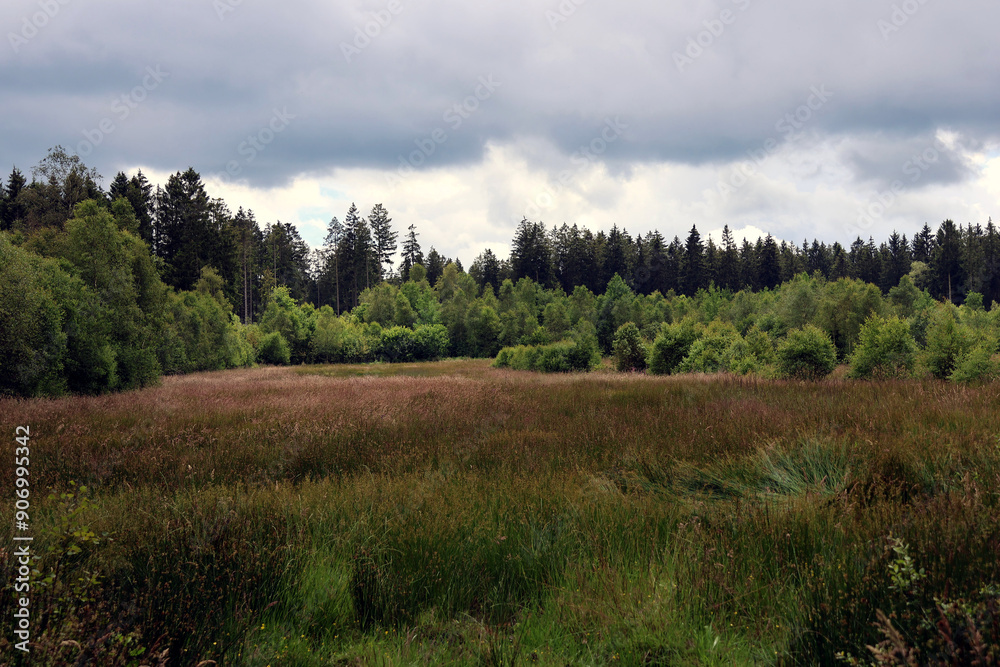 Moorlandschaft im Wald in der Nähe des 