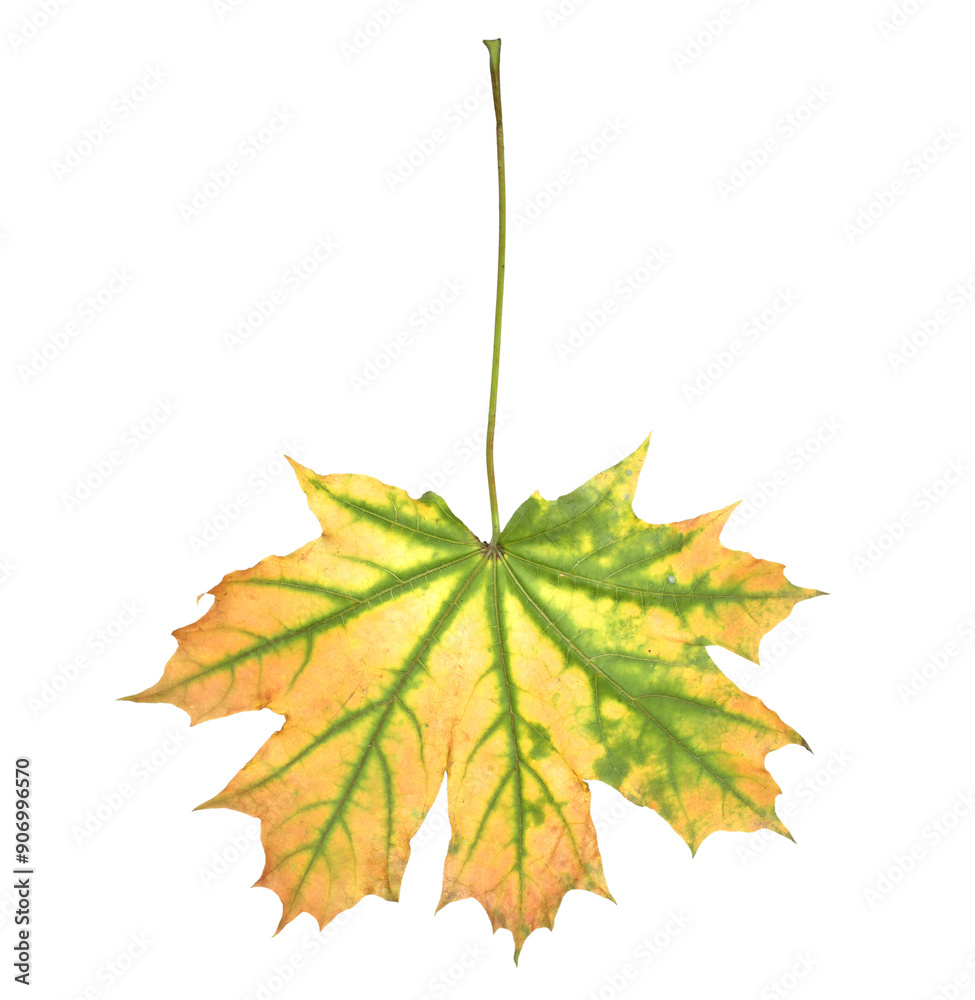 Autumn  multicolored maple leaf cut out
