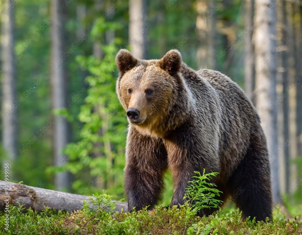 Wild Brown Bear (Ursus Arctos) in the summer forest. Animal in natural habitat. Wildlife scene Wild Brown Bear (Ursus Arctos) in the summer forest. Animal in natural habitat. Wildlife scene