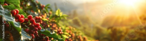 Bright morning sun shines over coffee plantation, ripe coffee cherries. Free copy space for text.