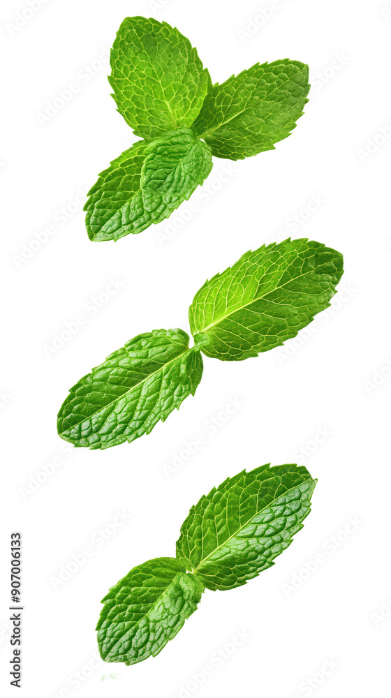 mint leaves, herb, isolated transparent png background mint leaves, herb, isolated transparent png background