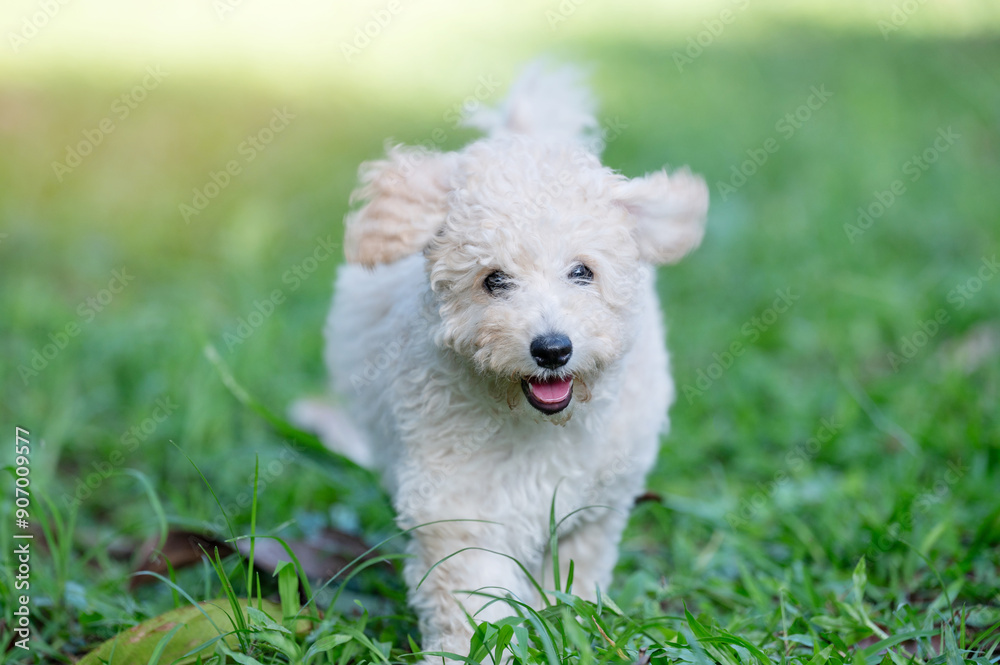 Portrait of poodle dog puppy Portrait of poodle dog puppy