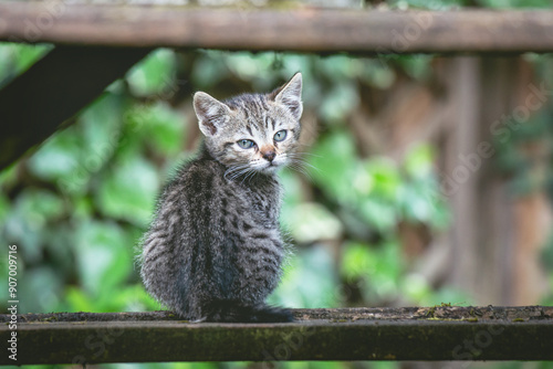 mignon chaton gris jouant dans la nature