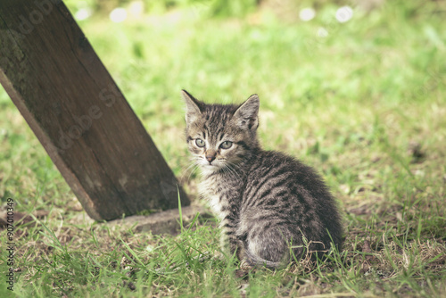 mignon chaton gris jouant dans la nature