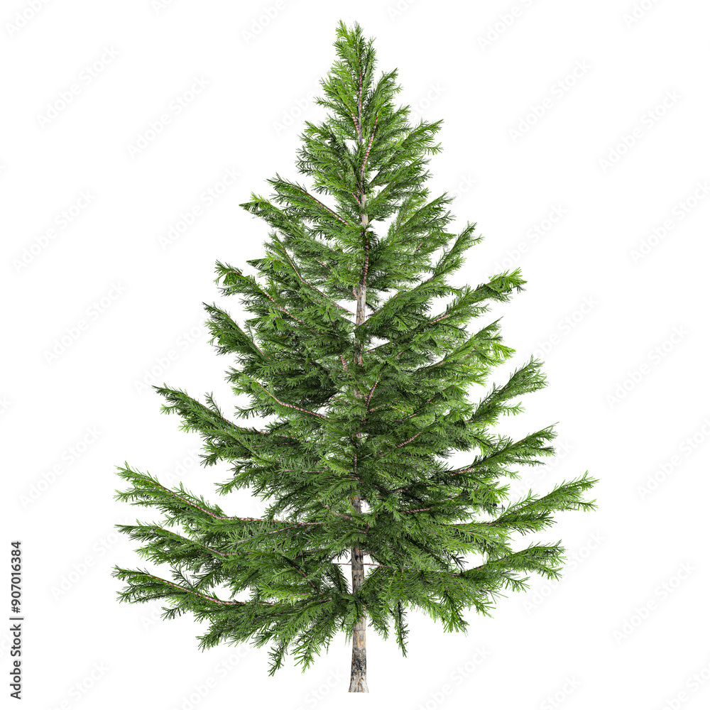 3D rendering of Pinus tree in transparent canvas 3D rendering of Pinus tree in transparent canvas