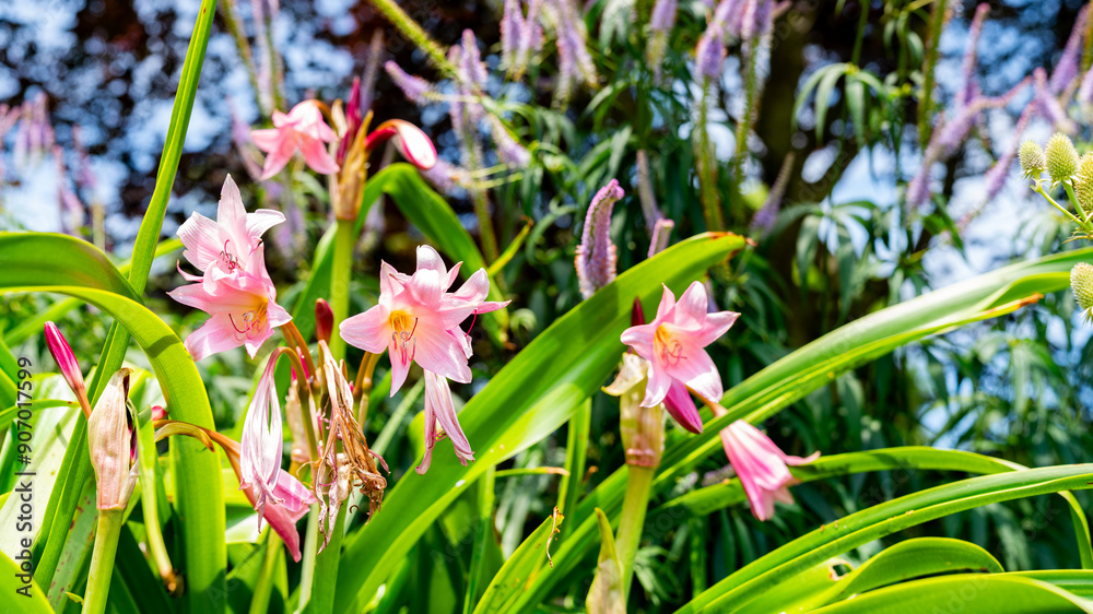 Obraz premium garden background, colorful flowers blooming in spring, beautiful flower garden view