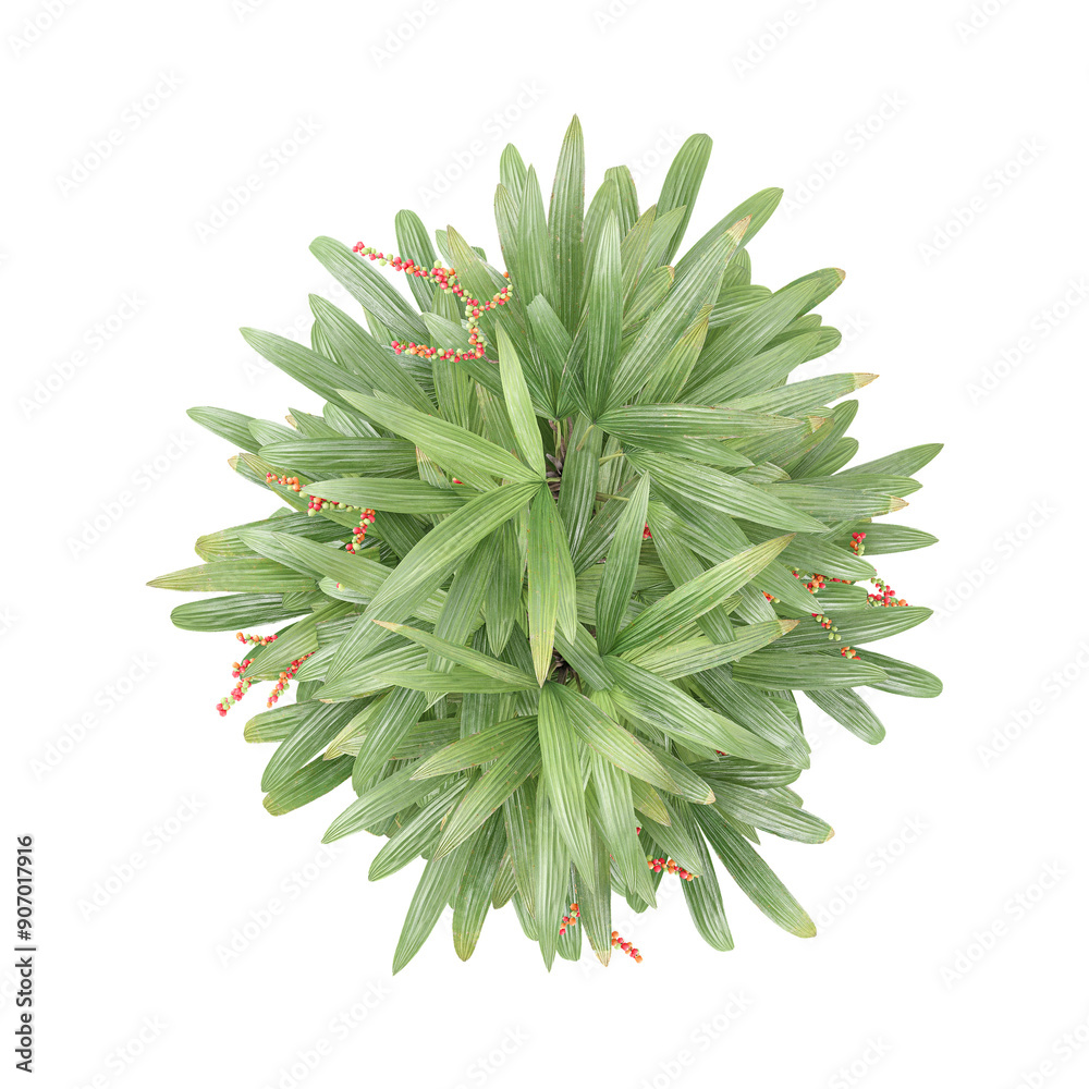 3D rendering of Raphis Palm plant in transparent Canvas 3D rendering of Raphis Palm plant in transparent Canvas