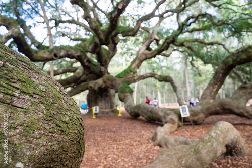 fairytale-esque Angel Oak Tree near Charleston City, South Carolina, USA. No entrance fee. The tree is 400-500 years, 60 ft. tall with a wide canopy, massive branches photo