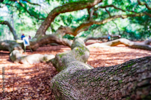fairytale-esque Angel Oak Tree near Charleston City, South Carolina, USA. No entrance fee. The tree is 400-500 years, 60 ft. tall with a wide canopy, massive branches photo