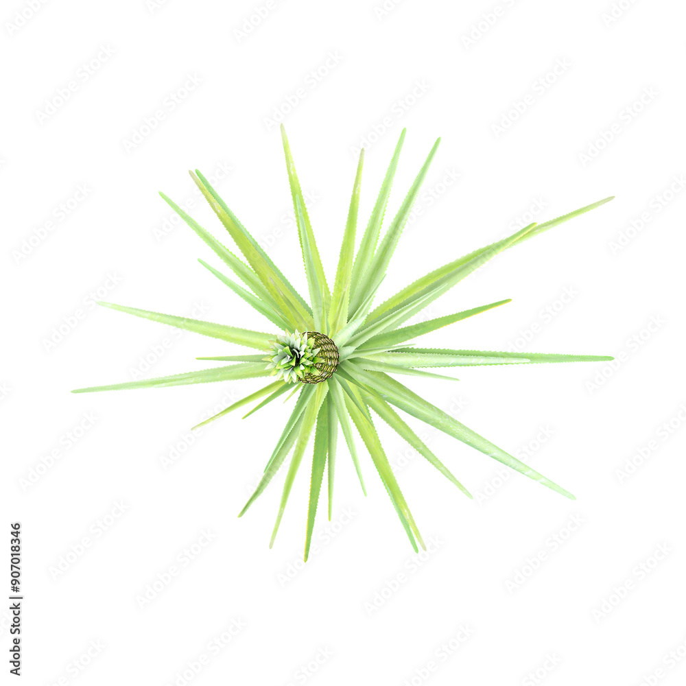 collection of Ananas comosus Plant with realistic style