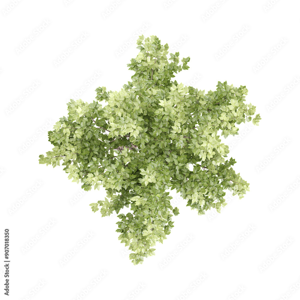 Obraz premium Acer platanoides plant on isolated Canvas
