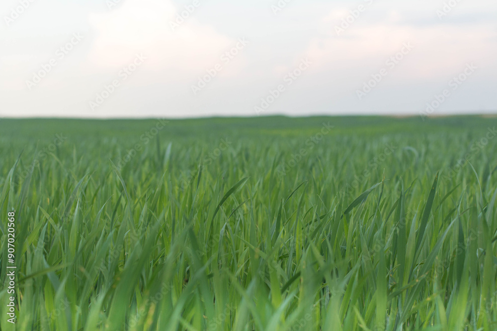 Fototapeta premium green wheat field in spring