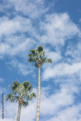 palm tree