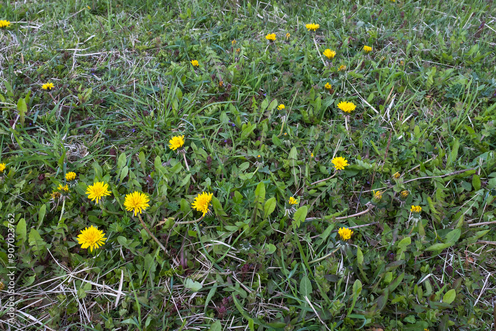 Dandelion meadow, top view. Green grass field with yellow dandelions for publication, design, poster, calendar, post, screensaver, wallpaper, postcard, banner, cover, website. High quality photo Dandelion meadow, top view. Green grass field with yellow dandelions for publication, design, poster, calendar, post, screensaver, wallpaper, postcard, banner, cover, website. High quality photo