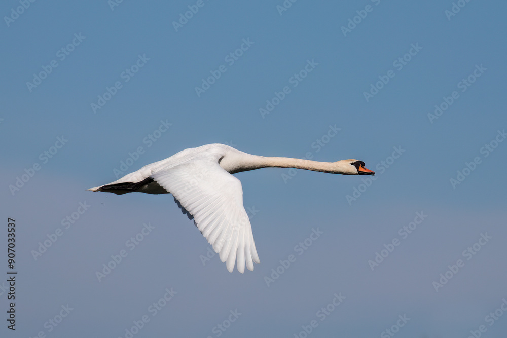 Fototapeta premium The swan, Cygnus olor, flying against the sky - Barycz Valley. One large bird in the sky, a loner in the air, a symbol of freedom and independence, one of the largest birds in the world