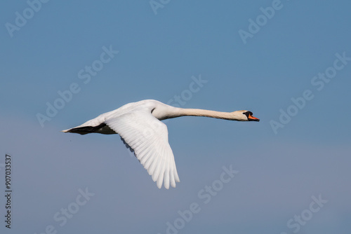 Wallpaper Mural The swan, Cygnus olor, flying against the sky - Barycz Valley. One large bird in the sky, a loner in the air, a symbol of freedom and independence, one of the largest birds in the world Torontodigital.ca