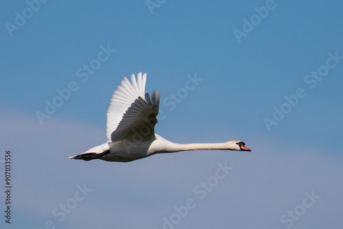 The swan, Cygnus olor, flying against the sky - Barycz Valley. One large bird in the sky, a loner in the air, a symbol of freedom and independence, one of the largest birds in the world