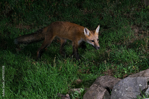 Foraging Vixen.