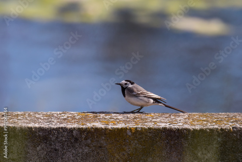 Wallpaper Mural White Wagtail Motacilla alba on a wooden board, little bird on the edge, pier over the lake, pier over the water - bird watching Torontodigital.ca
