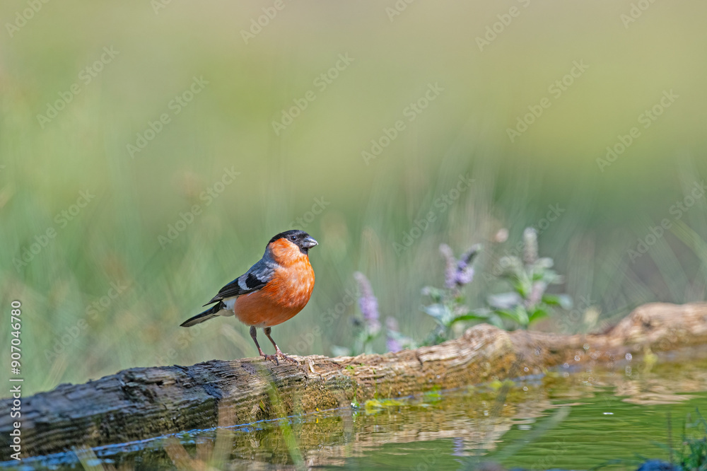 custom made wallpaper toronto digitalEurasian Bullfinch, Pyrrhula pyrrhula, waiting for a drink of water by a wooden water boat.