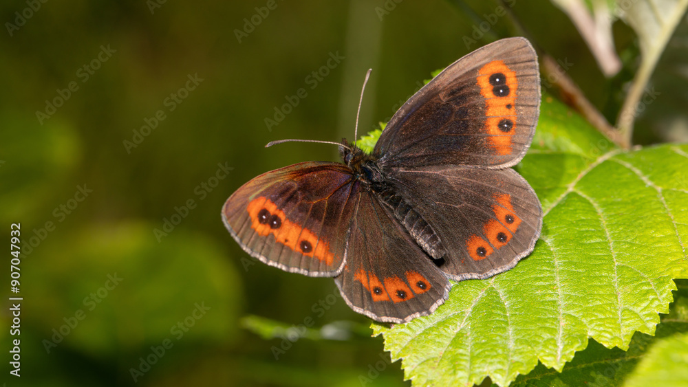 Obraz premium Mohrenfalter