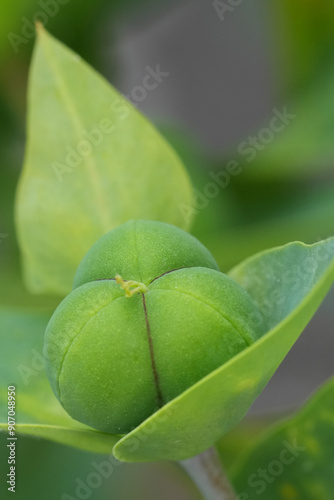 Vertical closeup on the green leaves with a seedbox of the caper or paprer spurge, Euphorbia lathyris photo