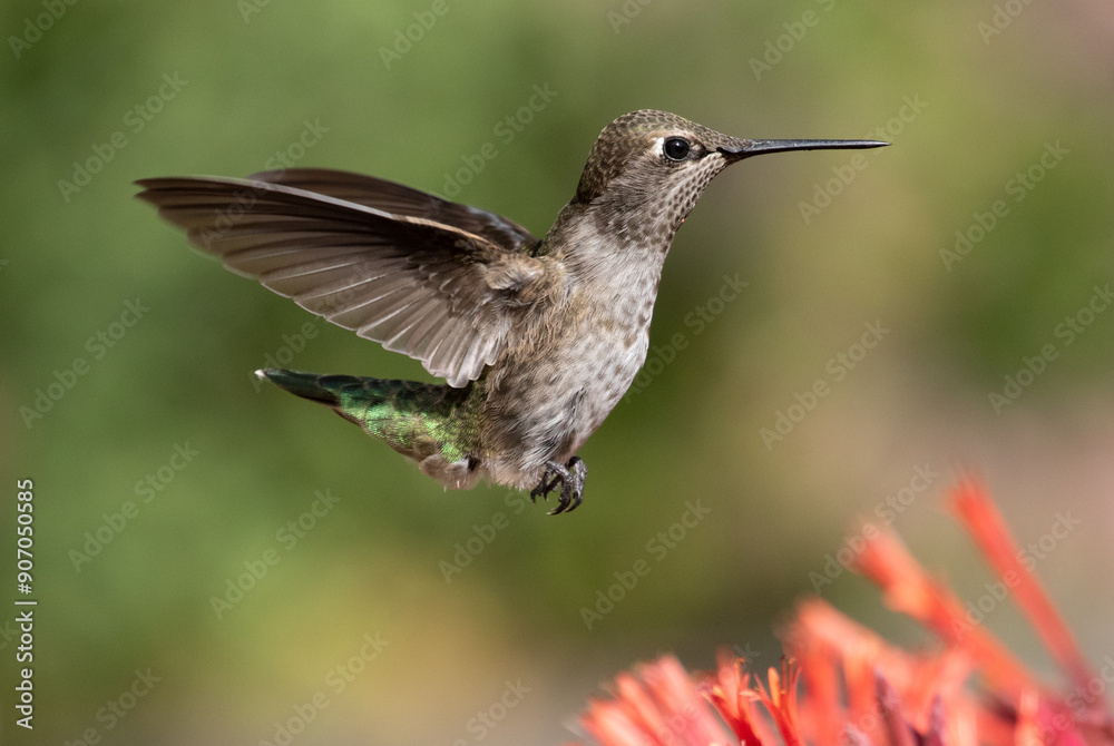 hummingbird and red flowers