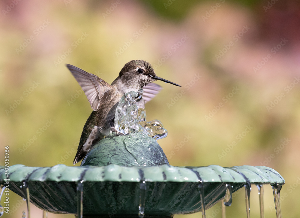 hummingbird birdbath