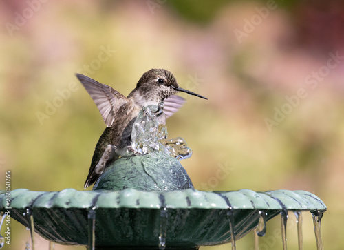 Obraz na płótnie hummingbird birdbath w salonie