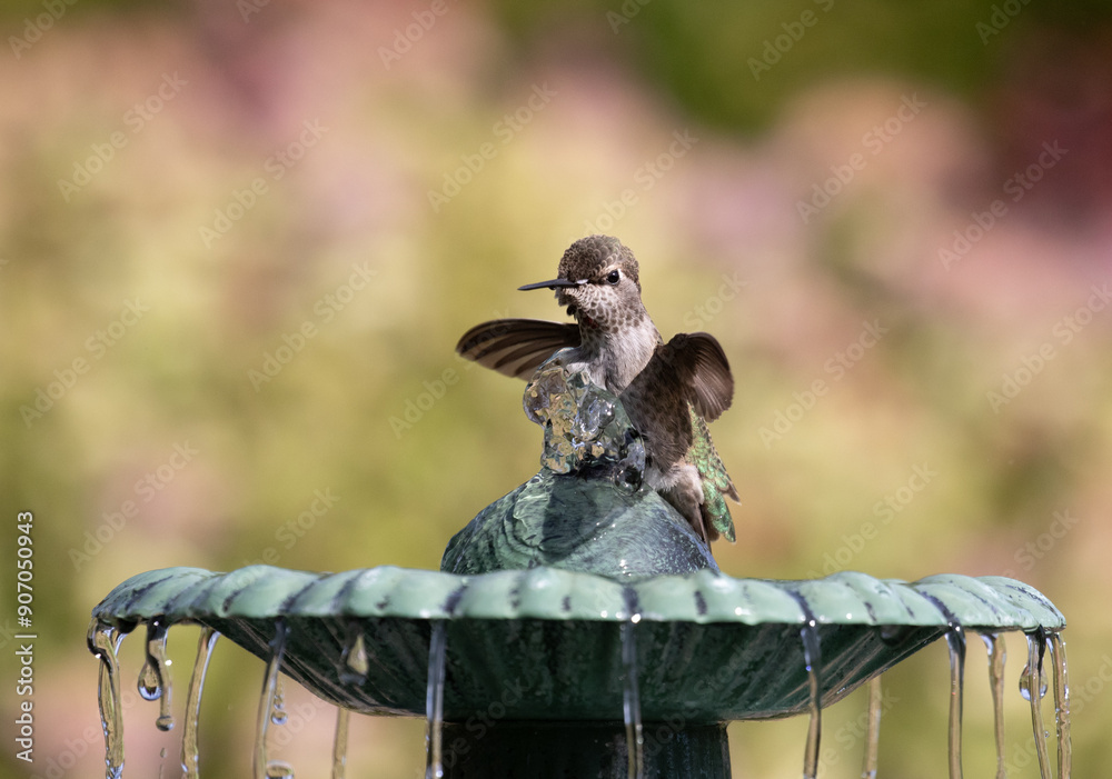 hummingbird birdbath