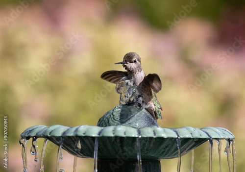 Obraz na płótnie hummingbird birdbath w salonie