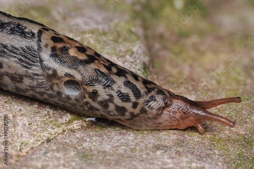 Ein schnegel kriecht über einen stein, limax maximus photo