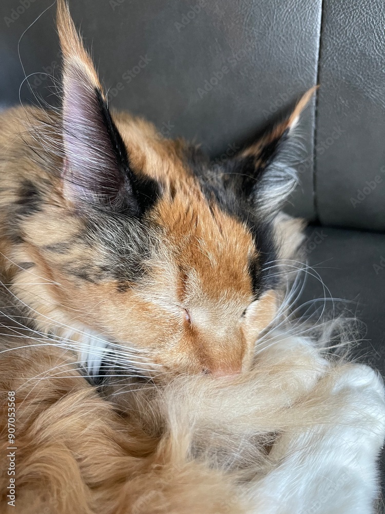 Obraz premium Sleeping Cat