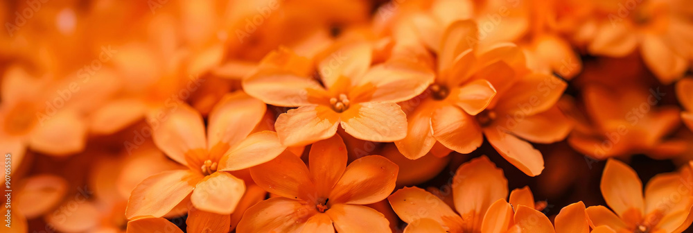 Close-up of Bright Orange Flowers Close-up of Bright Orange Flowers