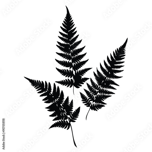 Fern Leaves  vector silhouette 