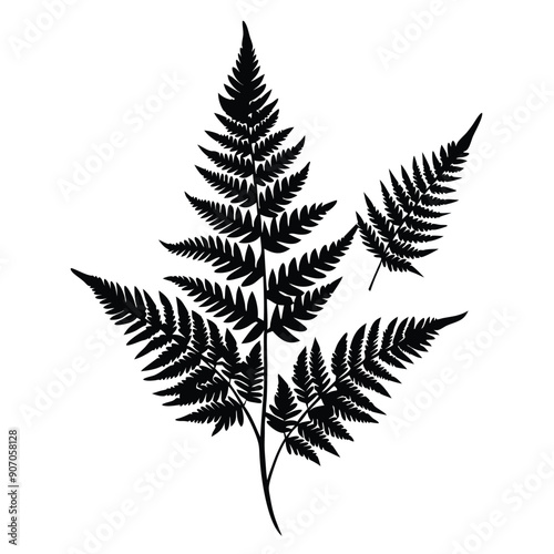 Fern Leaves  vector silhouette 