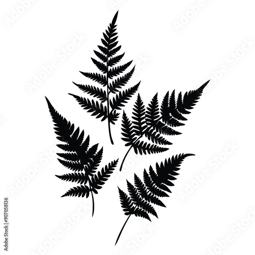 Fern Leaves  vector silhouette 