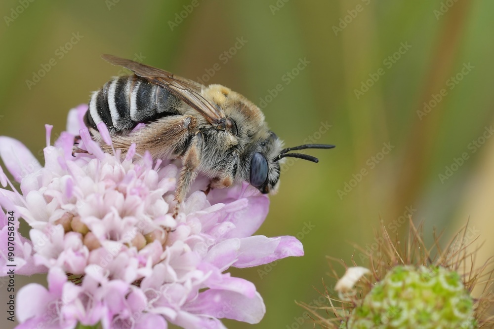 Closeup on a blue-eyed female Tetraloniella strigata solitary bee, on a purple scabious flower in the Gard, France Closeup on a blue-eyed female Tetraloniella strigata solitary bee, on a purple scabious flower in the Gard, France