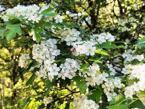 夏の花とミツバチ