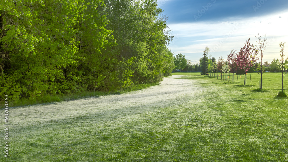 Obraz premium Poplar Fluff