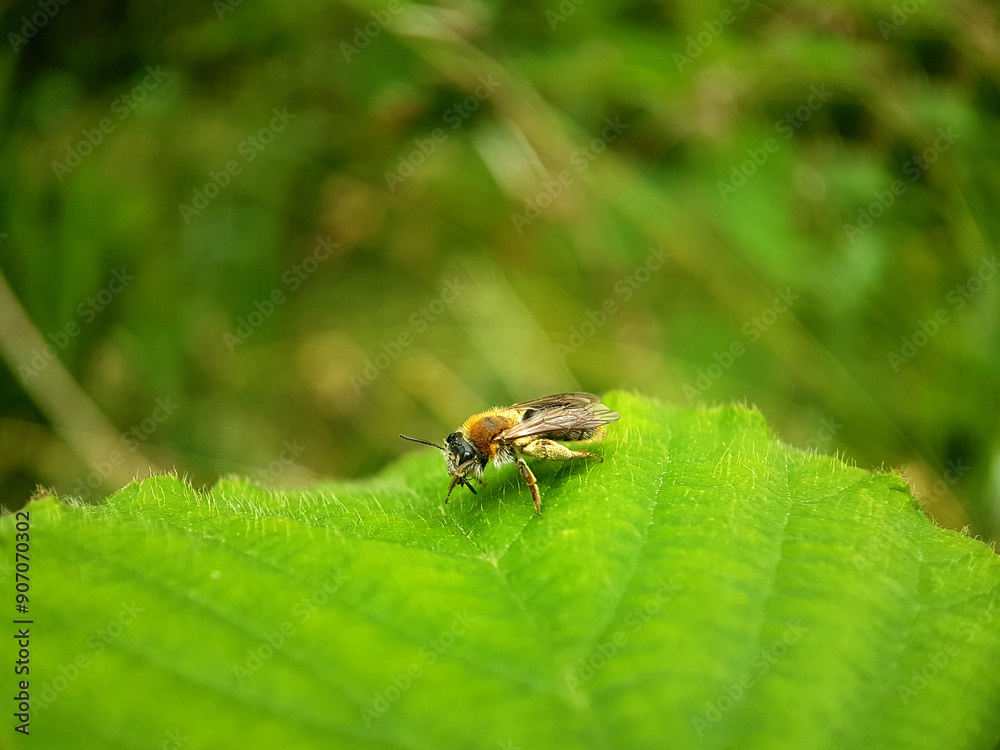bee wasp on leaf summer bee wasp on leaf summer