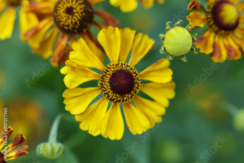 Helenium autumnale, common sneezeweed flowers in the summer garden	