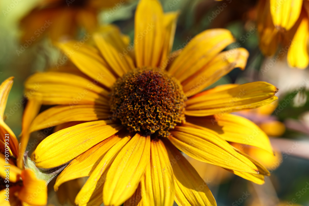 a single Heliopsis helianthoides 'BURNING HEARTS' rough oxeye, false sunflower a single Heliopsis helianthoides 'BURNING HEARTS' rough oxeye, false sunflower