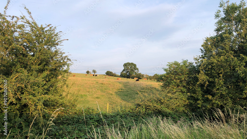 Beef cattle grazing a grass field in summer, North Yorkshire, England, United Kingdom Beef cattle grazing a grass field in summer, North Yorkshire, England, United Kingdom