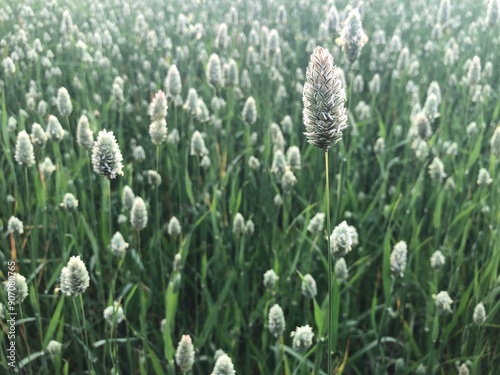 A crop of Canary Grass in a field in July, North Yorshire, England, United Kingdom