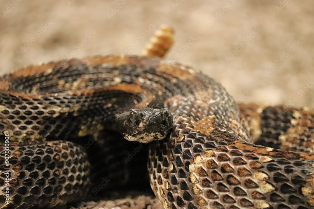 Fototapeta premium Gorgeous Timber Rattlesnake Black Phase