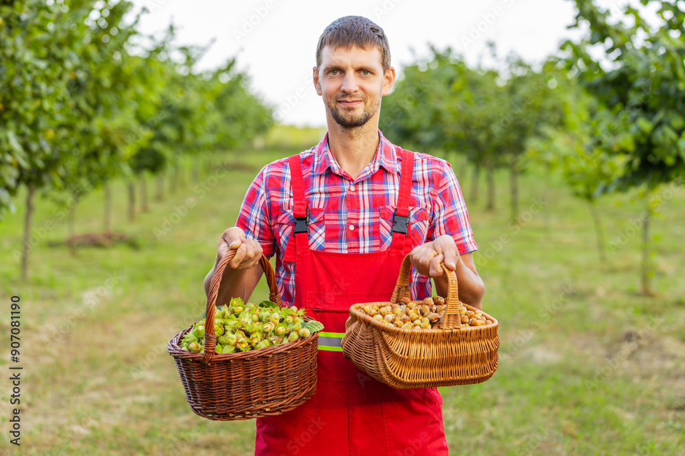 Caucasian man farmer shows good harvest of raw hazelnuts holding a full basket in hands in garden. Hazel tree rows. Agronomist growing ripe nuts fruit on field. Healthy natural food, ecologic products Caucasian man farmer shows good harvest of raw hazelnuts holding a full basket in hands in garden. Hazel tree rows. Agronomist growing ripe nuts fruit on field. Healthy natural food, ecologic products