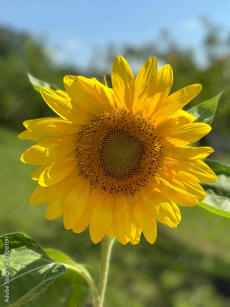 Fototapeta premium Sunflower on hill